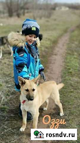 Собака в добрые руки привезу Дубовый Умет - изображение 1