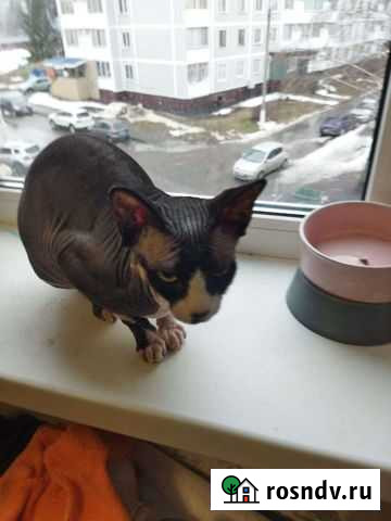 Сфинкс Нижнекамск - изображение 1