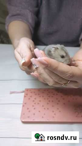 Джунгарский хомяк Пересвет - изображение 1