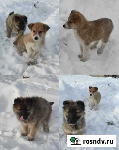 Щенки бесплатно Улан-Удэ - изображение 1