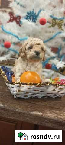 Пудельки той Курск - изображение 1