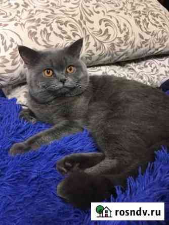 Котик ждёт невесту Великие Луки