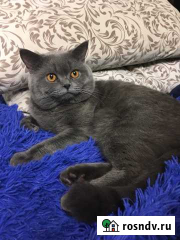 Котик ждёт невесту Великие Луки - изображение 1