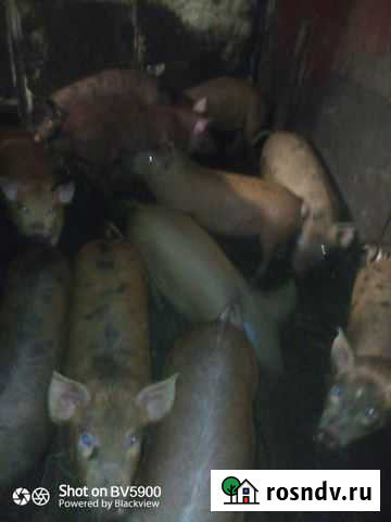 Поросята Саратов - изображение 1