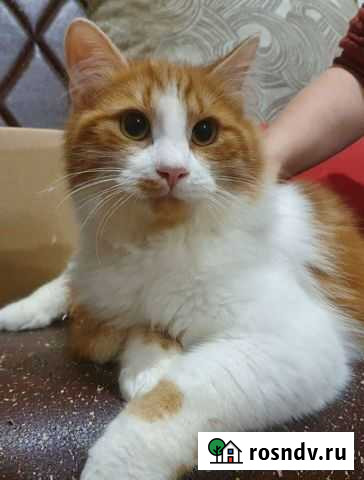 Котик Цукат Петропавловск-Камчатский - изображение 1