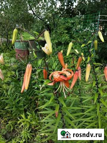 Лилии,хосты, клубника ремонтантная Лесколово - изображение 1