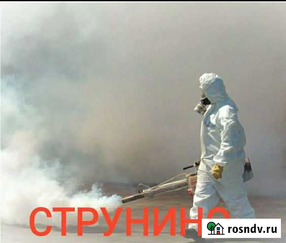 Уничтожение клопов, тараканов, блох, плесени, ос Струнино - изображение 1