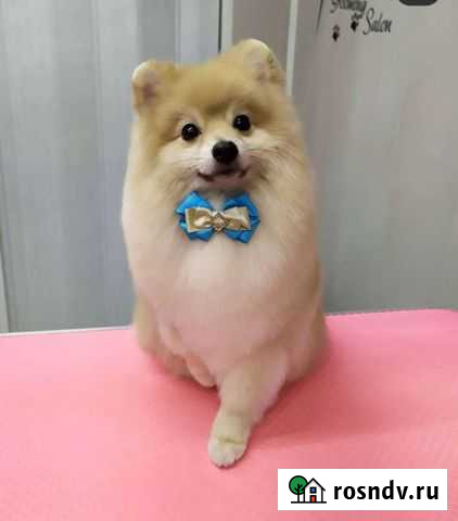 Шпиц вязка Зарайск - изображение 1