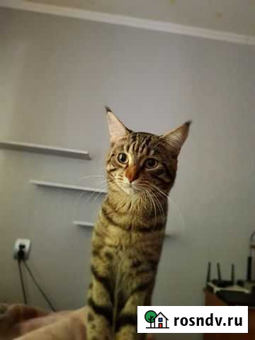 Мейн-кун кот вязка Орск - изображение 1