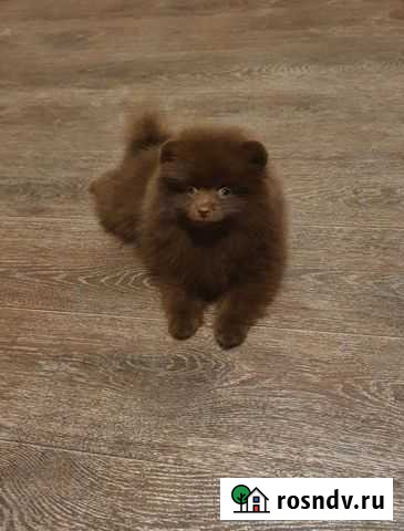 Шпиц Куровское - изображение 1