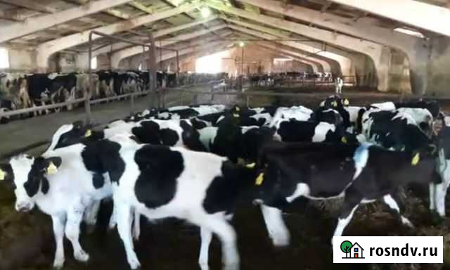 Бычки телята свежий завоз Ладожская - изображение 1