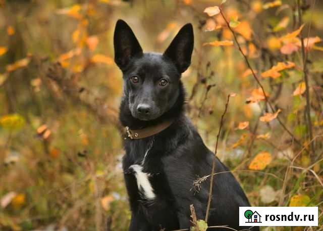 Ирма ищет дом и любящих родителей Химки - изображение 1