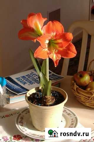 Гиппиаструм молодые ростки Ярославль - изображение 1