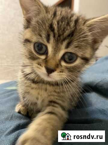 Котенок Тюмень - изображение 1