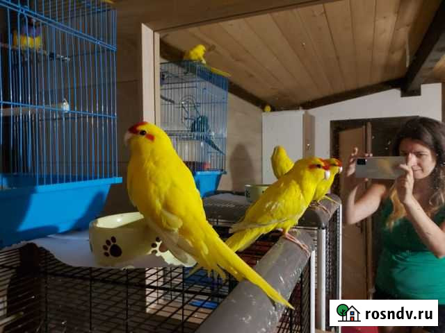 Попугаи какарики, зеленая девочка Москва - изображение 1