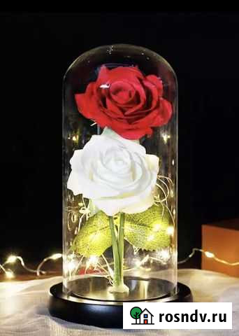 Роза Петрозаводск - изображение 1