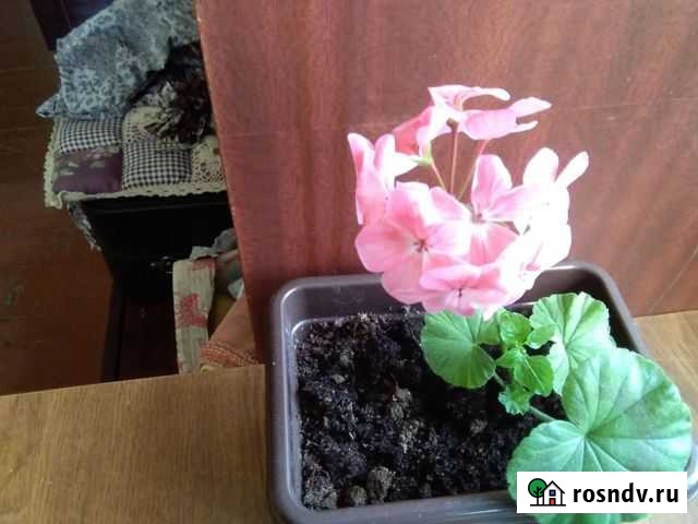 Пеларгония герань Вологда - изображение 1