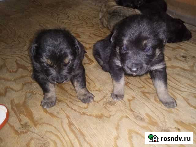 Щенки Улан-Удэ - изображение 1