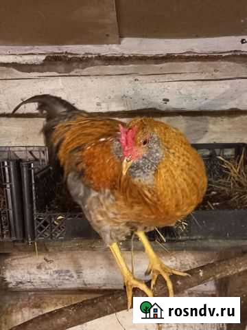 Петухи Толмачево - изображение 1