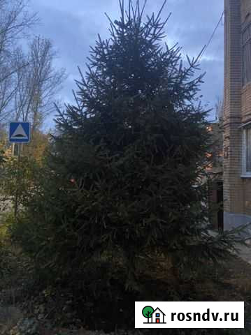 Ель натуральная Строитель - изображение 1