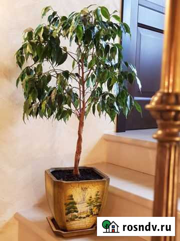Фикус бенджамина Серпухов - изображение 1