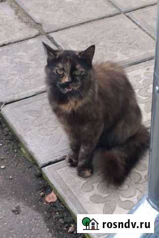 Кошечка Советск - изображение 1