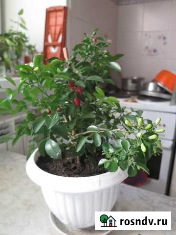 Мурайя, цветет, с ягодами Улан-Удэ - изображение 1