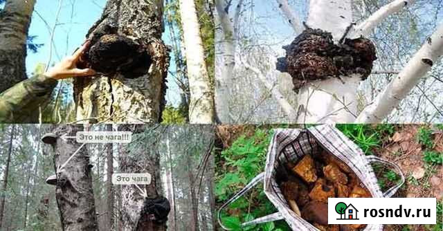 Чага сухая Курск - изображение 1