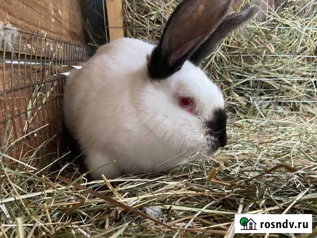 Продаем кроликов Новокуйбышевск - изображение 1
