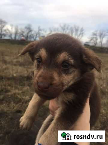 Щеночек мальчик Бирюч - изображение 1