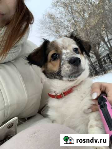 Щенок в добрые руки Курган - изображение 1