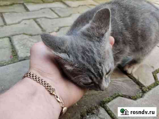 Отдам котенка Благовещенск