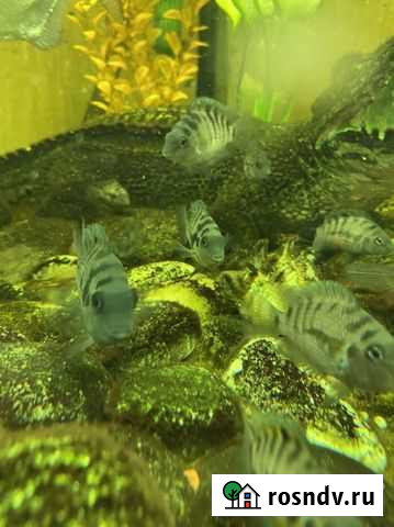 Рыбки цихлозома Красноармейск - изображение 1