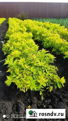Спирея японская «Голден принцесс Липецк - изображение 1