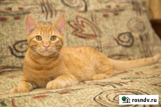 Котик (котенок) в добрые руки Тверь - изображение 1