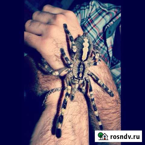 Пауки птицееды Краснодар - изображение 1