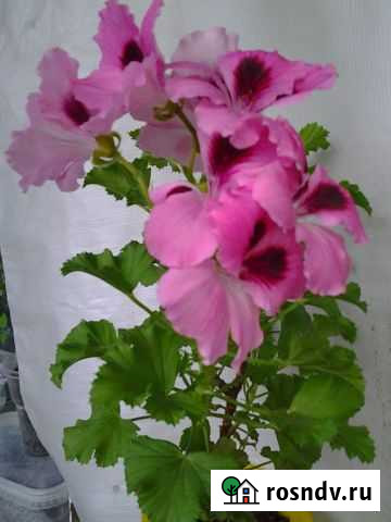 Королевская герань ангел Березники - изображение 1