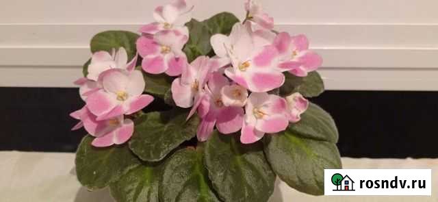 Фиалки Липецк - изображение 1