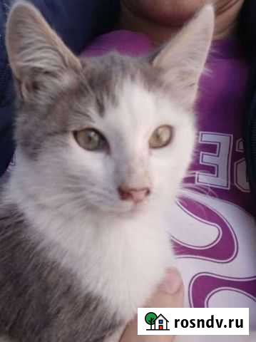 Кошка Саратов - изображение 1