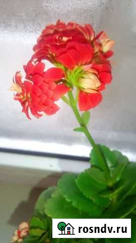 Каланхоэ каландива Отрадная - изображение 1