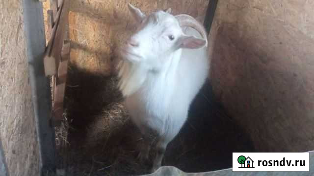 Высокоудойные козы Динская - изображение 1