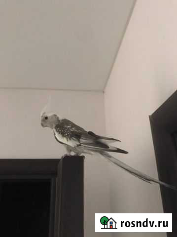 Белощекий корелла с клеткой и всем что нужно Воронеж - изображение 1