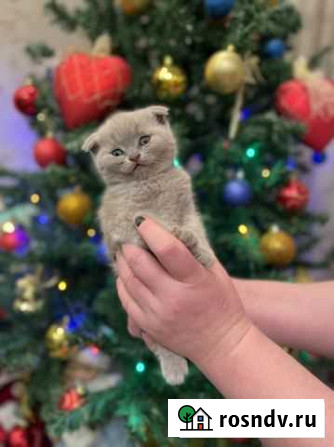 Шотландский котенок Тюмень - изображение 1