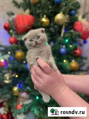 Шотландский котенок Тюмень - изображение 1