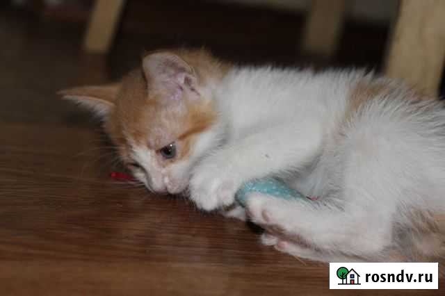 Котята в добрые руки Саратов - изображение 1