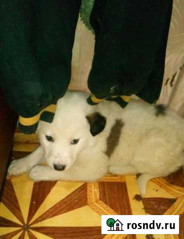 Щенки в добрые руки Иваново - изображение 1