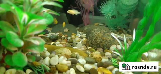 Рыбки цихлиды Елло Ярославль - изображение 1