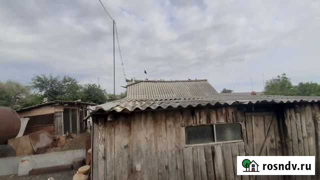 Голуби Знаменка - изображение 1