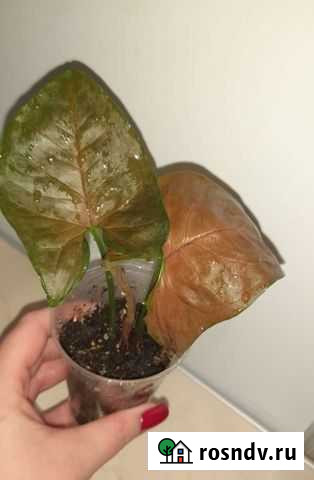 Сингониум Новочеркасск - изображение 1