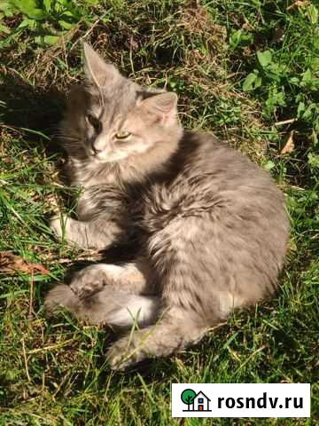 Котята Смоленск - изображение 1